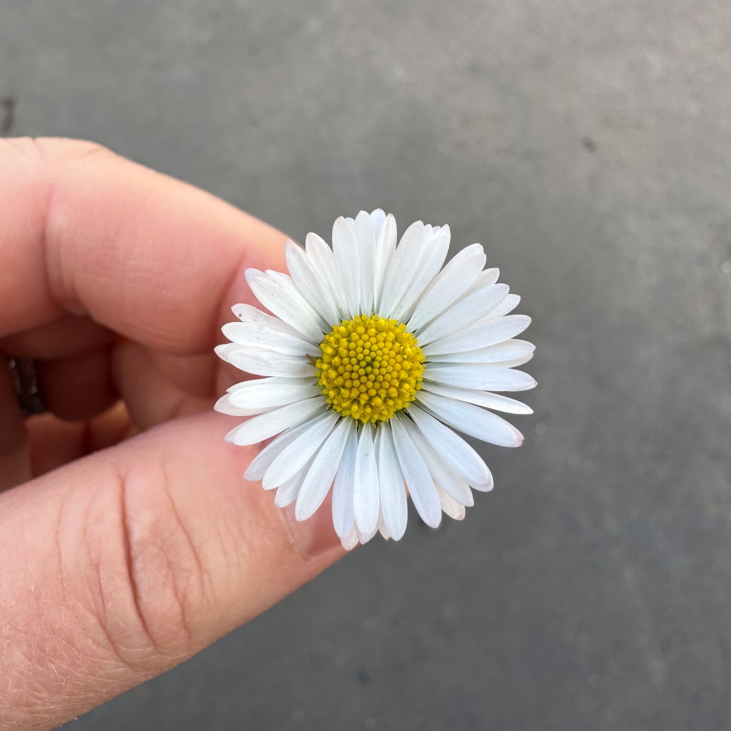 Made-to-Order Daisy Earrings